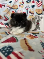 Tcup Milo, a male Pomeranian for sale in Fort Myers, FL – 3 of 9