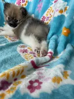 Otto, a male Pomeranian for sale in Fort Myers, FL – 4 of 10