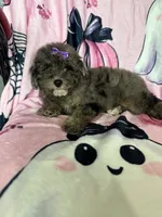 Scarlett , a female Poodle - Miniature  for sale in Fort Myers, FL – 6 of 7