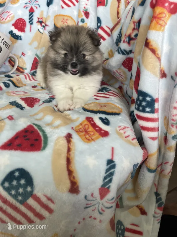 Benny – Pomeranian puppy for sale in Fort Myers, FL