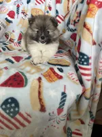 Benny, a male Pomeranian for sale in Fort Myers, FL – 1 of 6