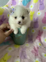 Aspen, a female Pomeranian for sale in Fort Myers, FL – Photo 3 of 7