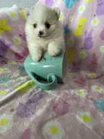 Aspen, a female Pomeranian for sale in Fort Myers, FL – Photo 2 of 7