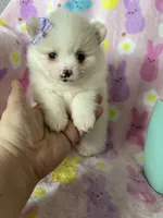 Aspen, a female Pomeranian for sale in Fort Myers, FL – Photo 6 of 7