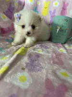 Aspen, a female Pomeranian for sale in Fort Myers, FL – Photo 7 of 7