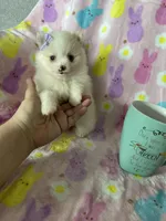 Aspen, a female Pomeranian for sale in Fort Myers, FL – Photo 4 of 7