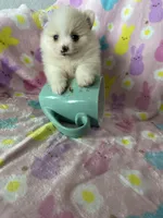 Aspen, a female Pomeranian for sale in Fort Myers, FL – Photo 1 of 7