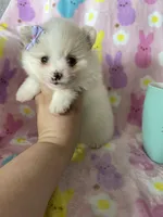 Aspen, a female Pomeranian for sale in Fort Myers, FL – Photo 5 of 7