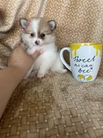 Pancetta , a female Pomeranian for sale in Fort Myers, FL – 4 of 7