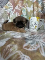 Peanut, a male Shih Tzu for sale in Fort Myers, FL – 5 of 10