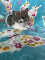Poppy, a female Pomeranian for sale in Fort Myers, FL – 4 of 8