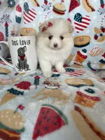 Buttons, a female Pomeranian for sale in Fort Myers, FL – 3 of 5