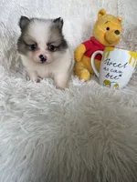 Martini, a male Pomeranian for sale in Fort Myers, FL – 2 of 7