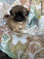 Peanut, a male Shih Tzu for sale in Fort Myers, FL – 6 of 10