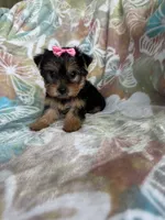 Peppa, a female Yorkshire Terrier for sale in Fort Myers, FL – 6 of 7