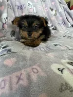 Taro, a male Yorkshire Terrier for sale in Fort Myers, FL – 3 of 5