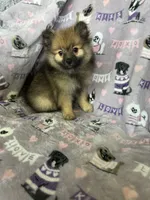Benny, a male Pomeranian for sale in Fort Myers, FL – 8 of 8