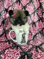 Sugar, a female Pomeranian for sale in Fort Myers, FL – 4 of 8