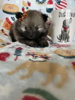 Tcup Lucy, a female Pomeranian for sale in Fort Myers, FL – 5 of 8