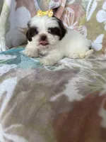 Nutella, a male Shih Tzu for sale in Fort Myers, FL – 9 of 10