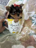 Tcup poppy, a female Yorkshire Terrier for sale in Fort Myers, FL – 4 of 7