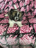 Bean, a male Pomeranian for sale in Fort Myers, FL – 8 of 9