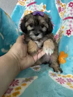 Liberty, a female Maltipoo for sale in Fort Myers, FL – 4 of 8