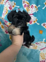 Maya, a female Maltipoo for sale in Fort Myers, FL – 2 of 6