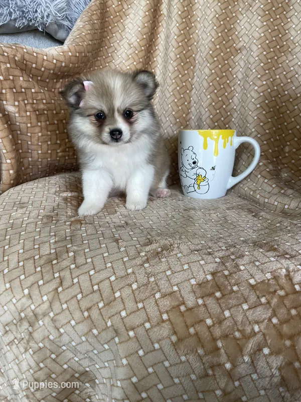 Plum – Pomeranian puppy for sale in Fort Myers, FL