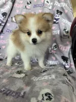 Ollie, a male Pomeranian for sale in Fort Myers, FL – 2 of 4