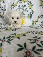 Nugget, a male Maltese for sale in Fort Myers, FL – 7 of 10