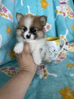 Yoshi, a male Pomeranian for sale in Fort Myers, FL – 4 of 7