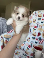 Stella, a female Pomeranian for sale in Fort Myers, FL – 7 of 8