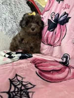Jewels, a female Poodle - Miniature  for sale in Fort Myers, FL – 6 of 10
