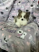 Gus, a male Pomeranian for sale in Fort Myers, FL – 2 of 5