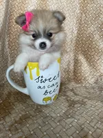 Parsley, a female Pomeranian for sale in Fort Myers, FL – 4 of 7