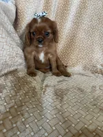 Paprika, a female Cavalier King Charles Spaniel for sale in Fort Myers, FL – 4 of 5
