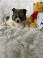 Midori Sour, a female Pomeranian for sale in Fort Myers, FL – 2 of 7