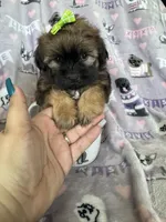 Toffee, a female Maltipoo for sale in Fort Myers, FL – 2 of 7