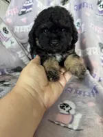 Brew, a male Maltipoo for sale in Fort Myers, FL – 4 of 7