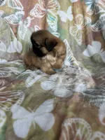 Peanut, a male Shih Tzu for sale in Fort Myers, FL – 7 of 10