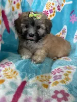 Journey , a female Maltipoo for sale in Fort Myers, FL – 2 of 7