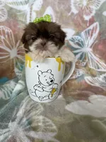 Micro Tootsie Roll, a female Shih Tzu for sale in Fort Myers, FL – 1 of 9