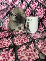 Mocha, a female Pomeranian for sale in Fort Myers, FL – 3 of 7