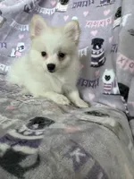 Pickles, a male Pomeranian for sale in Fort Myers, FL – 6 of 6