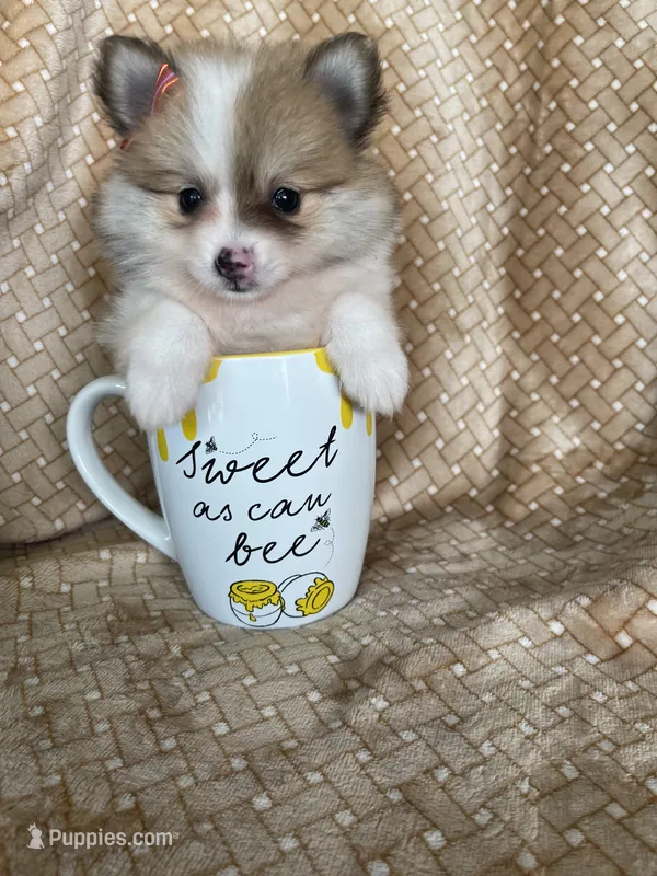 Pancetta  – Pomeranian puppy for sale in Fort Myers, FL