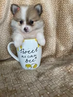 Pancetta , a female Pomeranian for sale in Fort Myers, FL – 1 of 7