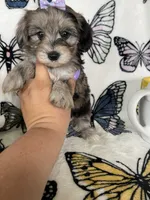 Summer, a female Maltipoo for sale in Fort Myers, FL – 8 of 8