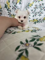Tcup Biscuit, a male Maltese for sale in Fort Myers, FL – 6 of 10