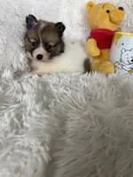 Midori Sour, a female Pomeranian for sale in Fort Myers, FL – 4 of 7